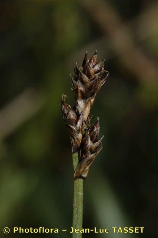Carex di Lachenal 6