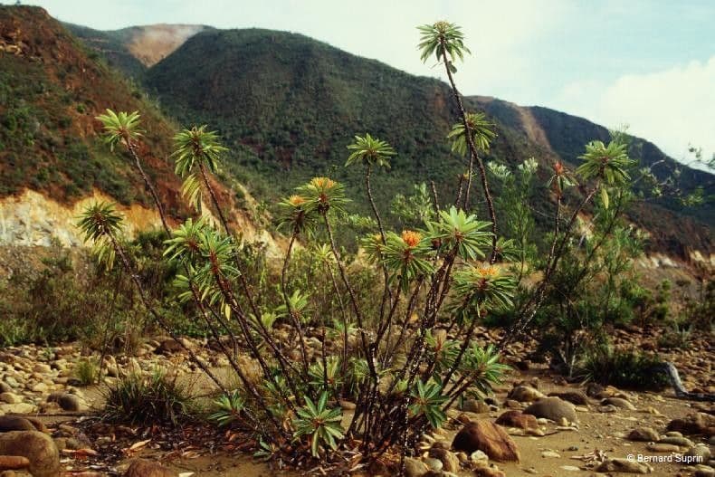 Xanthostemon 11