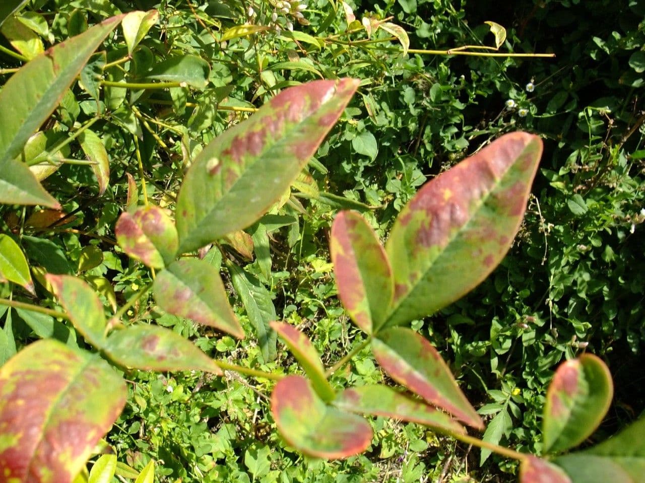 Nandina 30