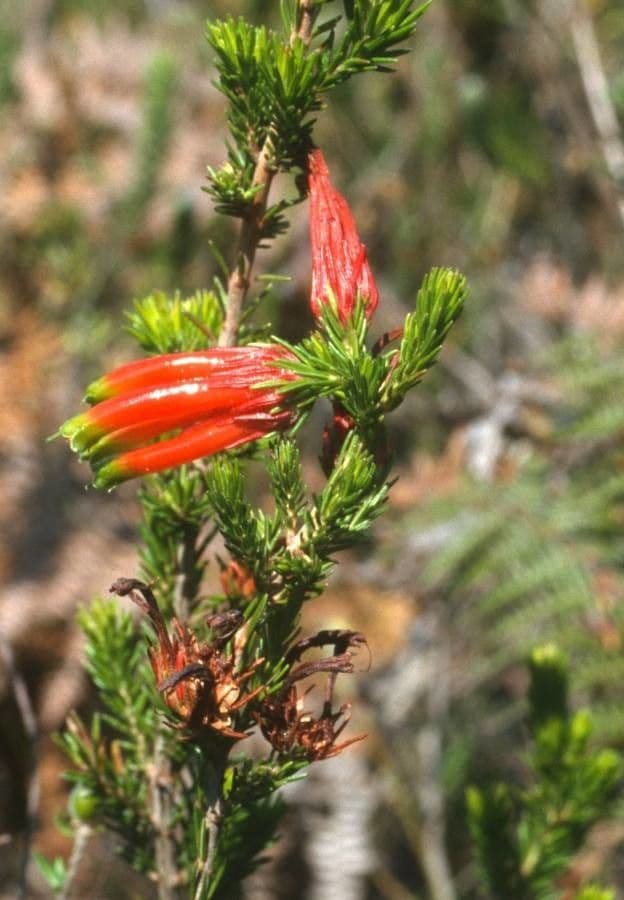Erica multicolore 2