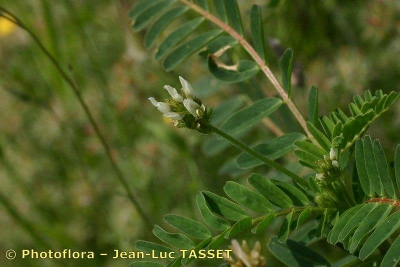 Gelbe Tragant 6
