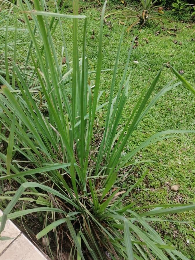 Citronella 6