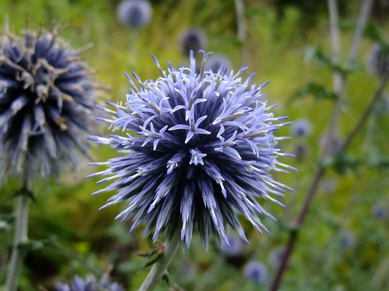 Cardo dei Balcani 3