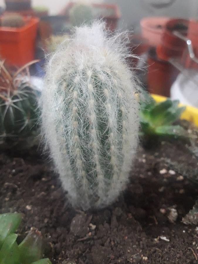 Espostoa lanata 15