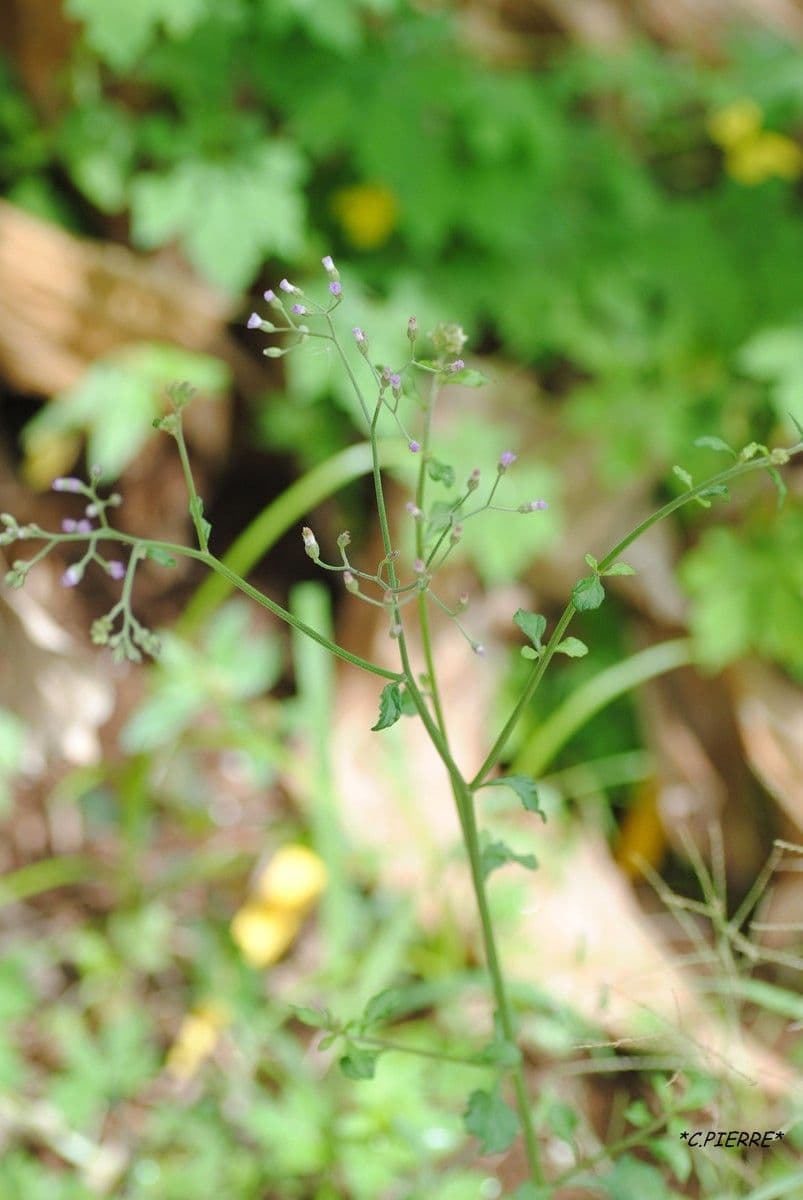 Cyanthillium popelavé 13
