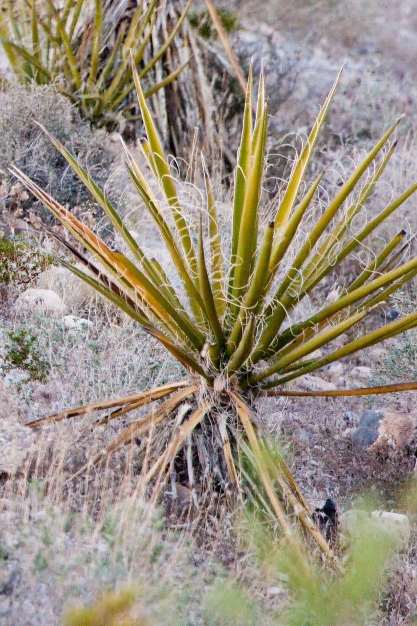 Yucca bacata 11