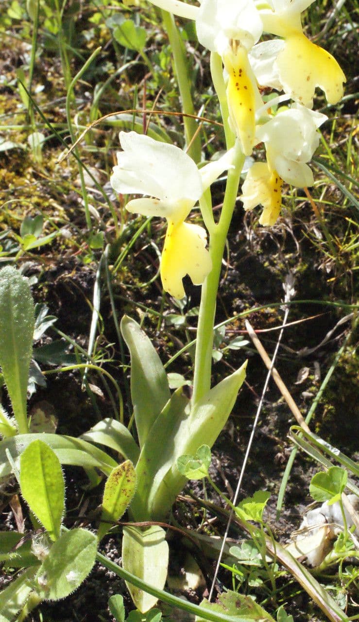 Orchide 6
