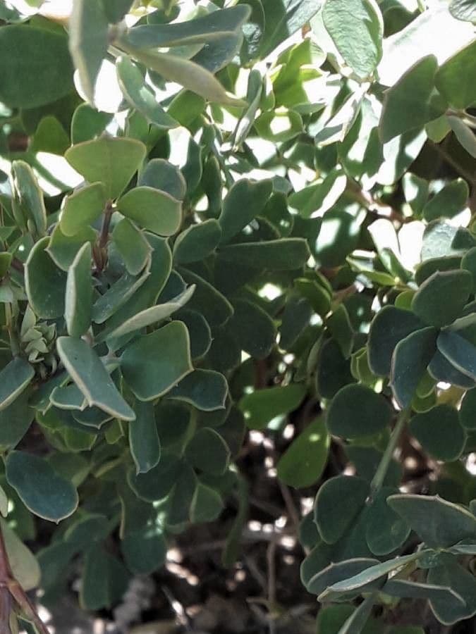 Coronilla valentina 19