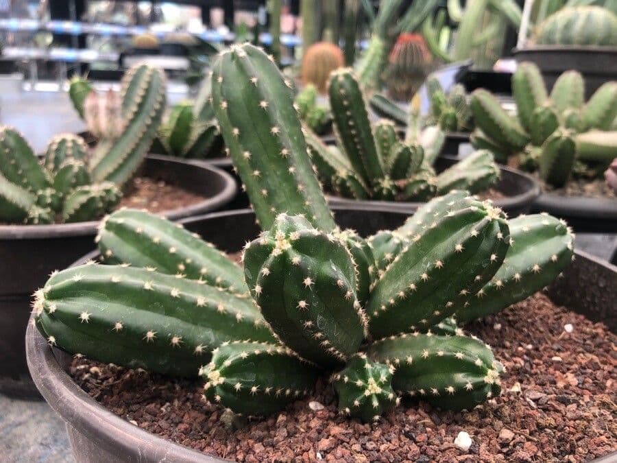 Cactus 4