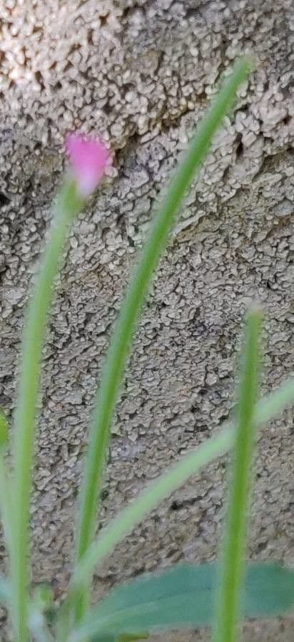 Epilobium lanceolatum 2