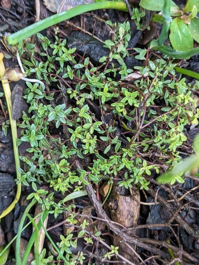 Frühblühender Thymian 13