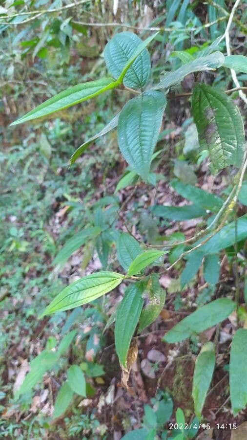 Miconia australis 3