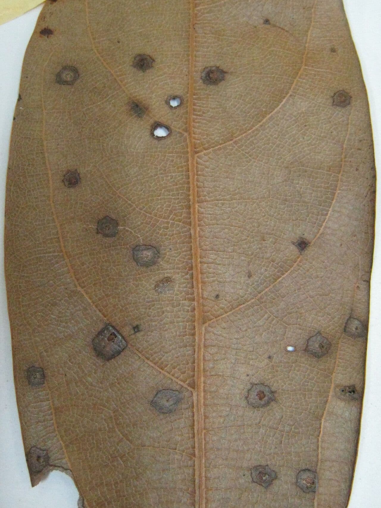 Aniba 3