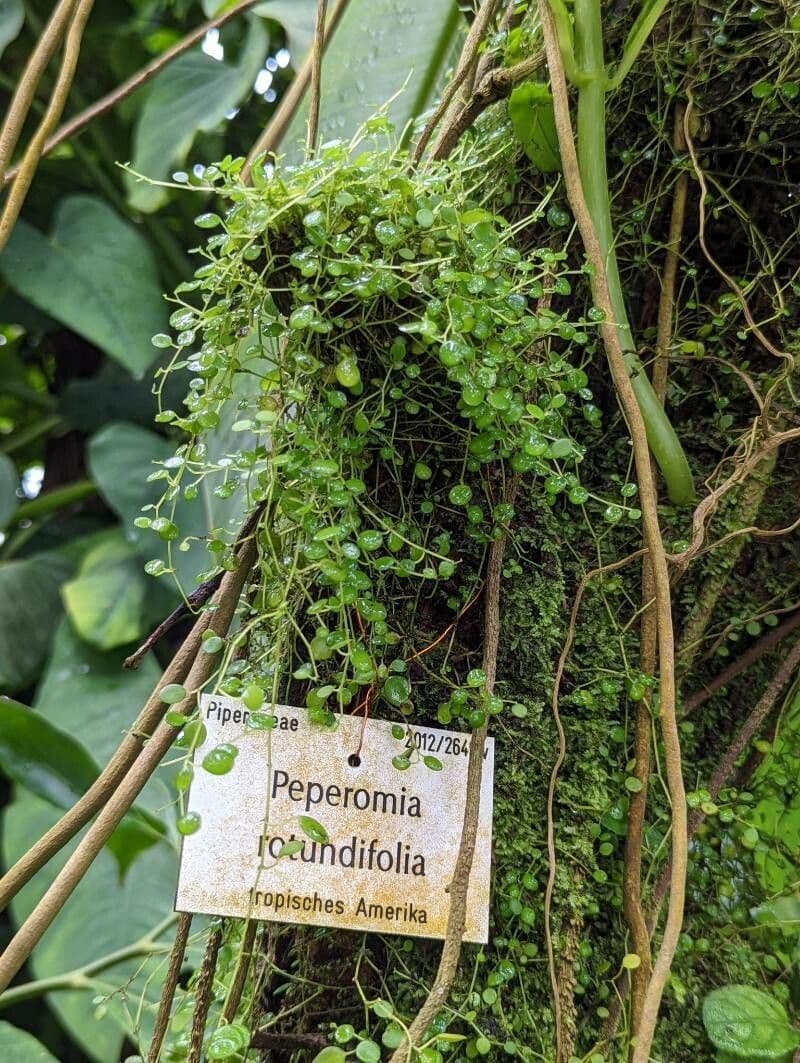 Peperomia 12