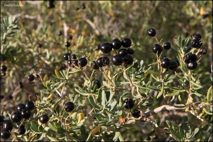 Nitraria siberiana