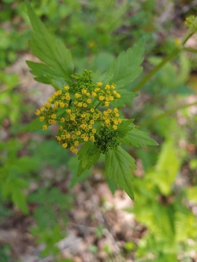 Zizia trifogliata 5