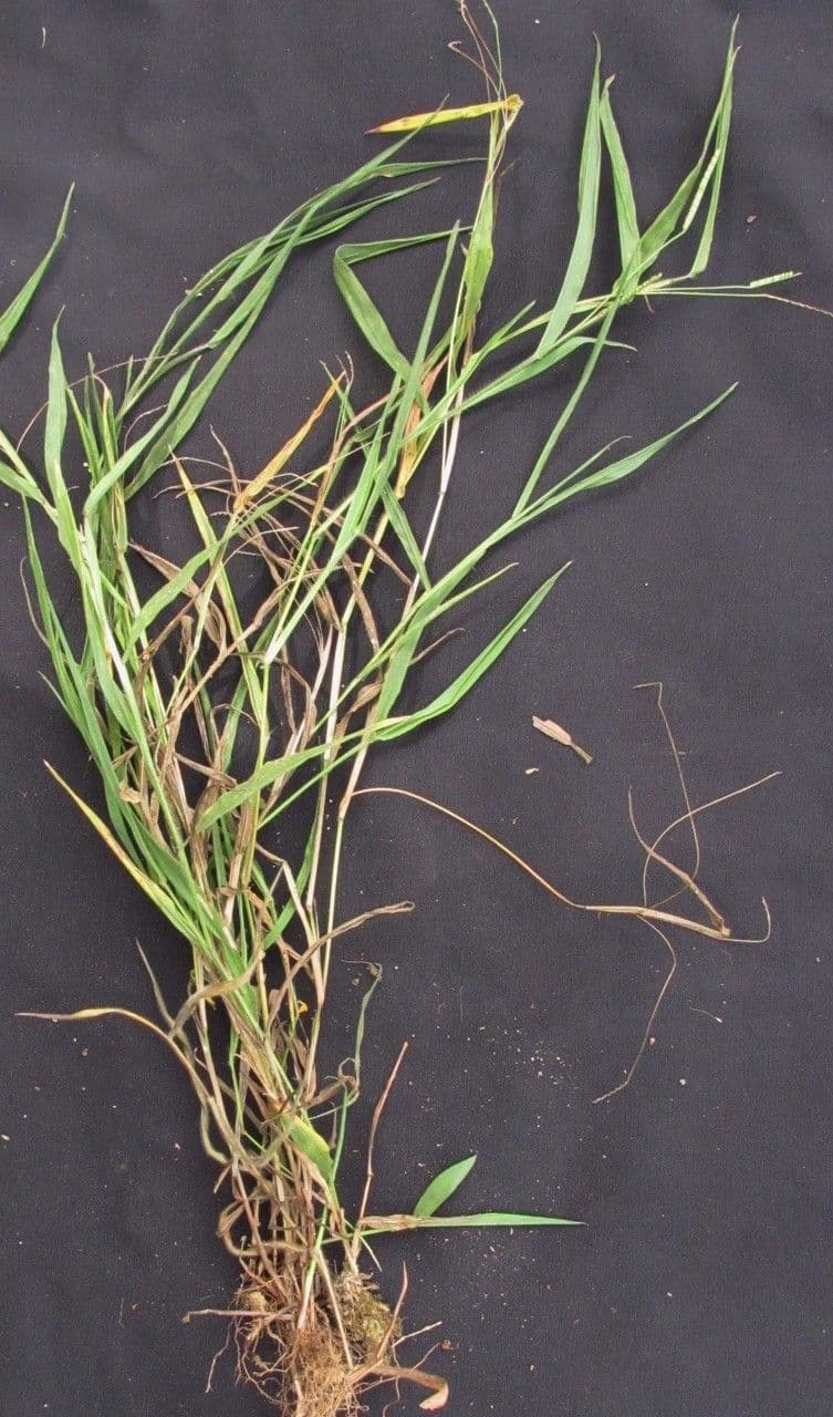 Paspalum 5