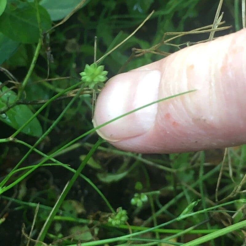 Alisma ranuncoloide 25