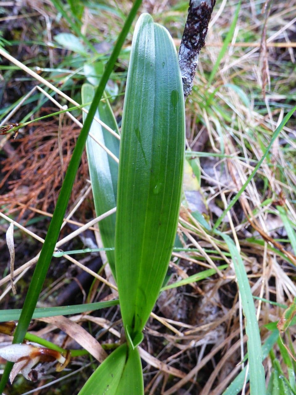 Angraecum 16