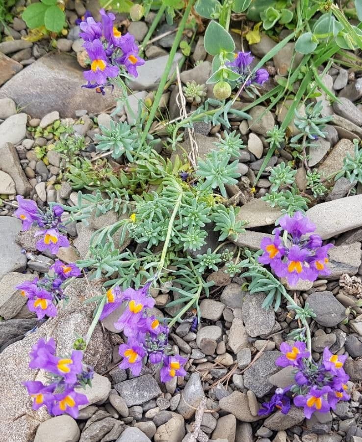 Linaria alpina 8