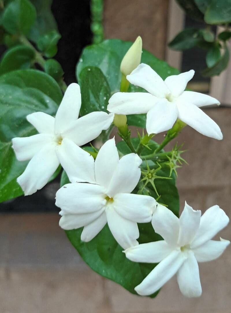 Großblütiger Jasmin 8