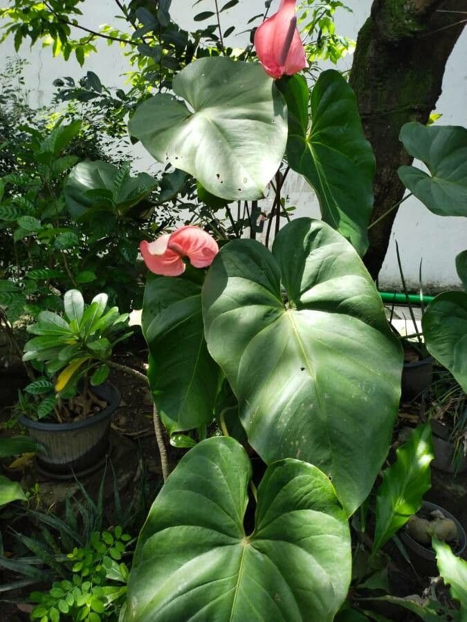 Anthurium 9
