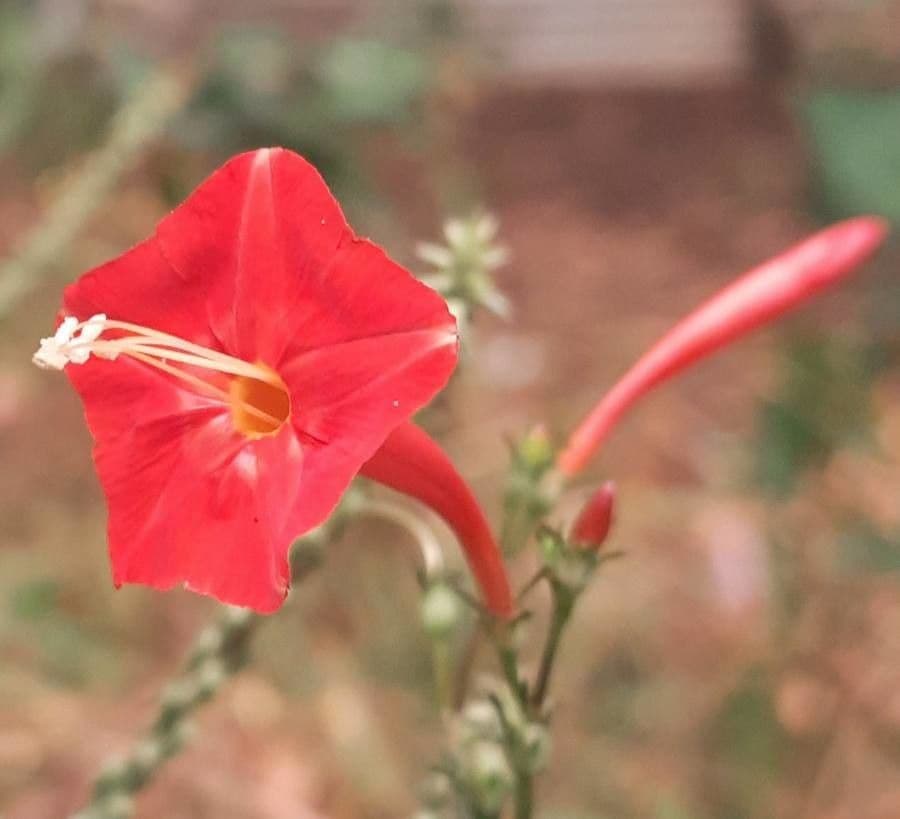 Ipomoea hederifolia 6