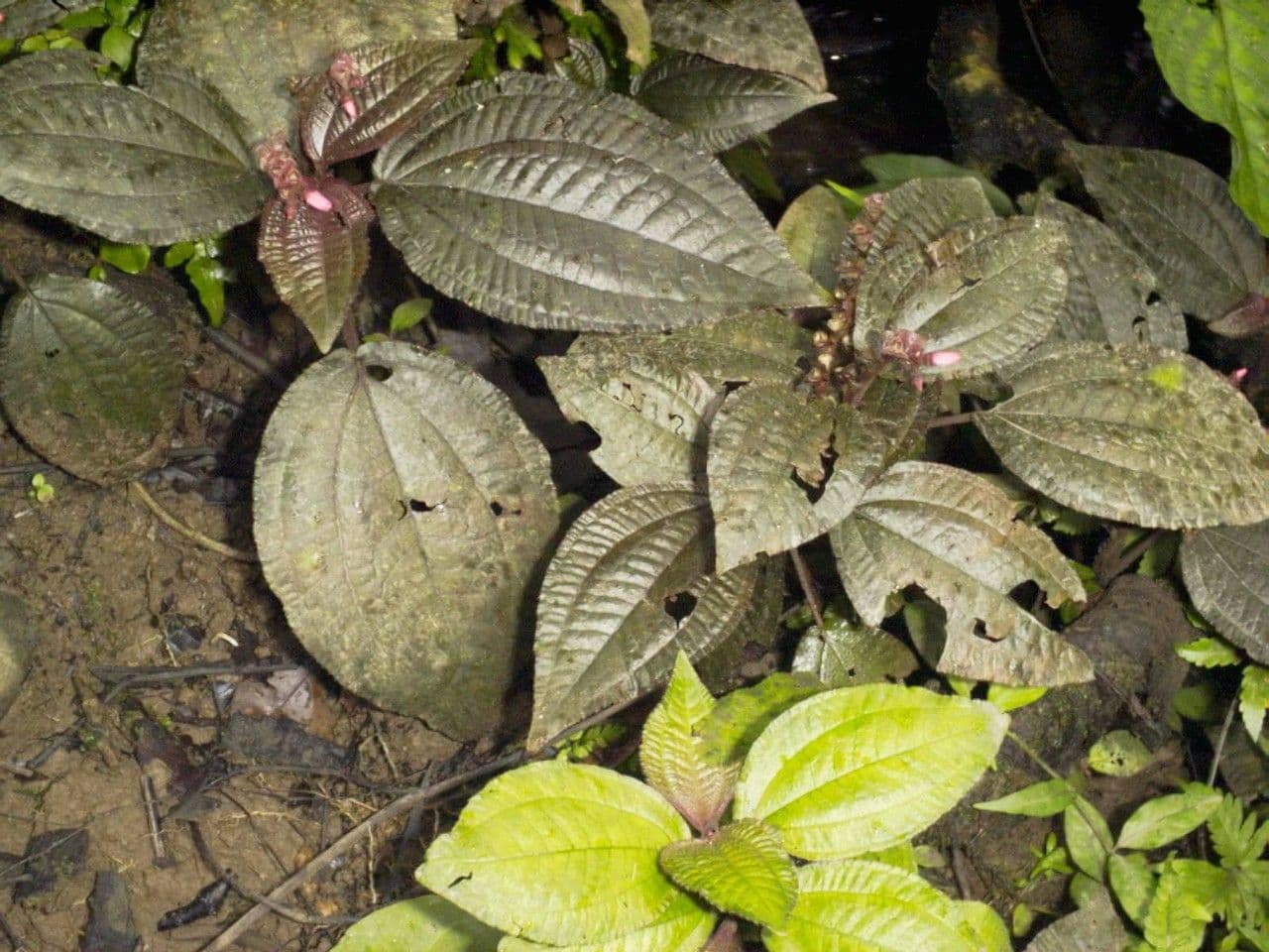 Triolena 9