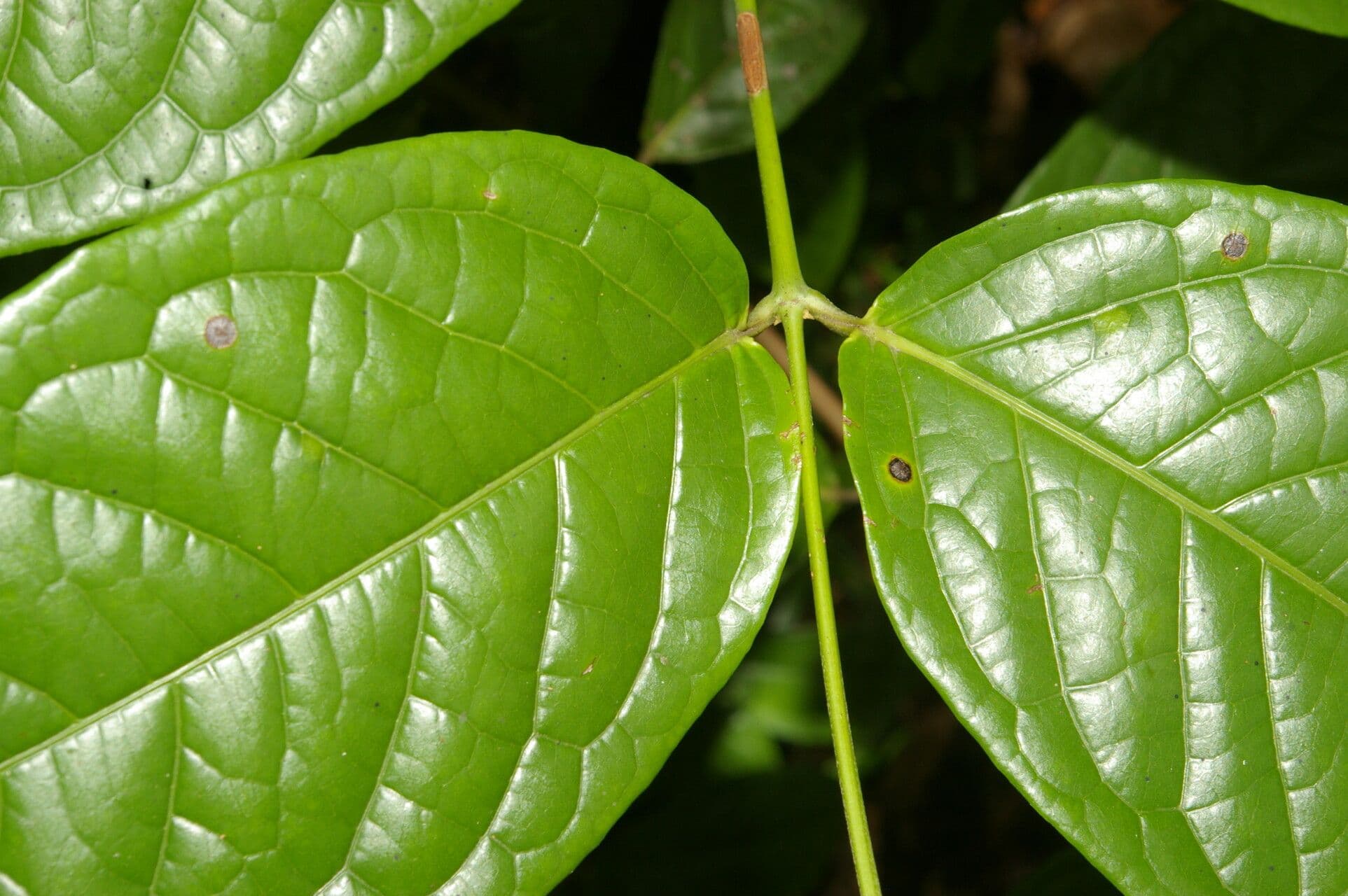 Glicophyllum 3