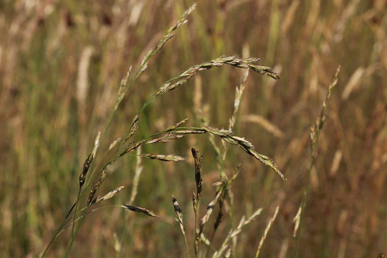 Festuca falascona 7