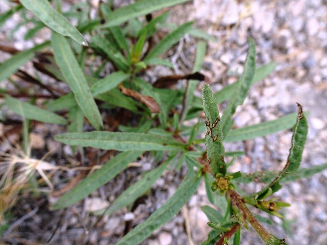 Jasonia 16