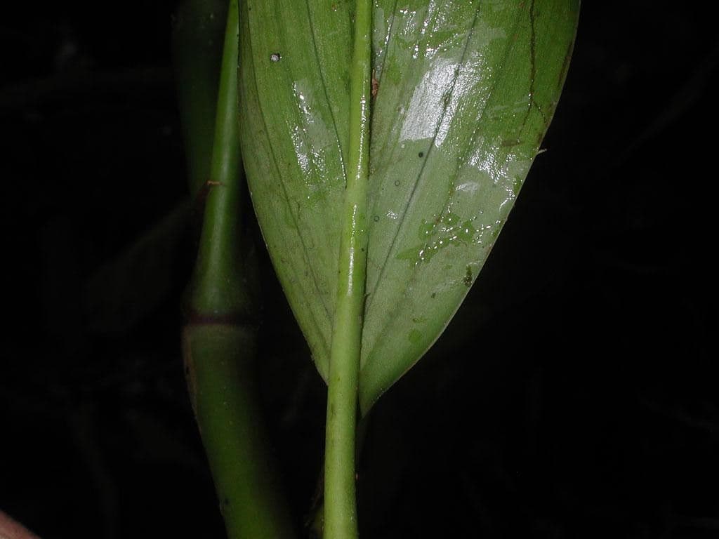 Ludovia 5
