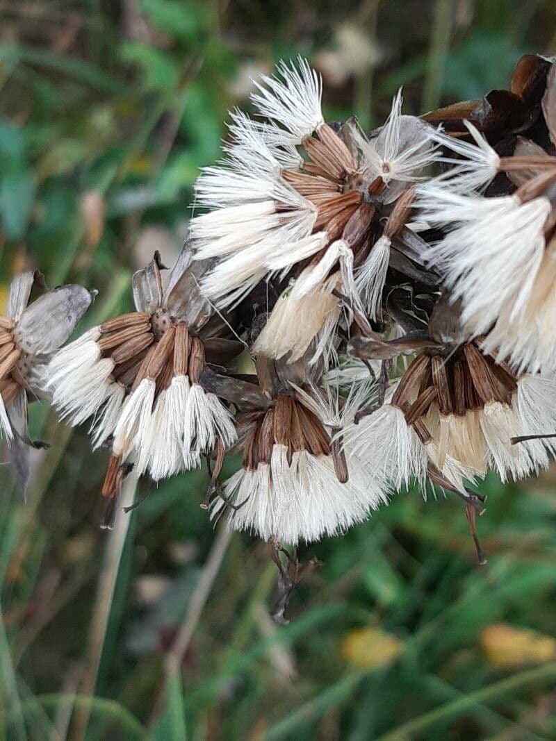 Sibirisches Greiskraut