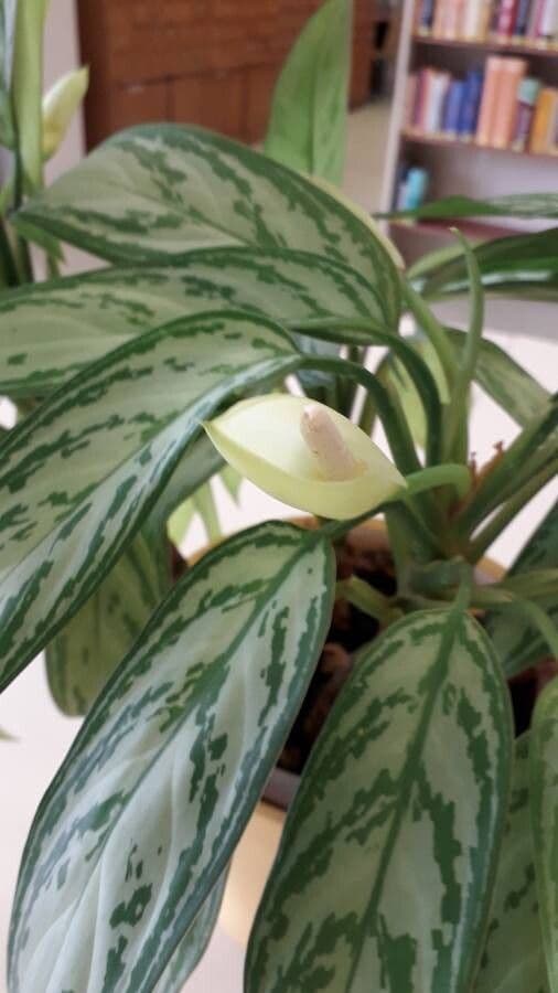 Aglaonema 9