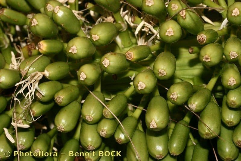 Agave lanuginosa 4