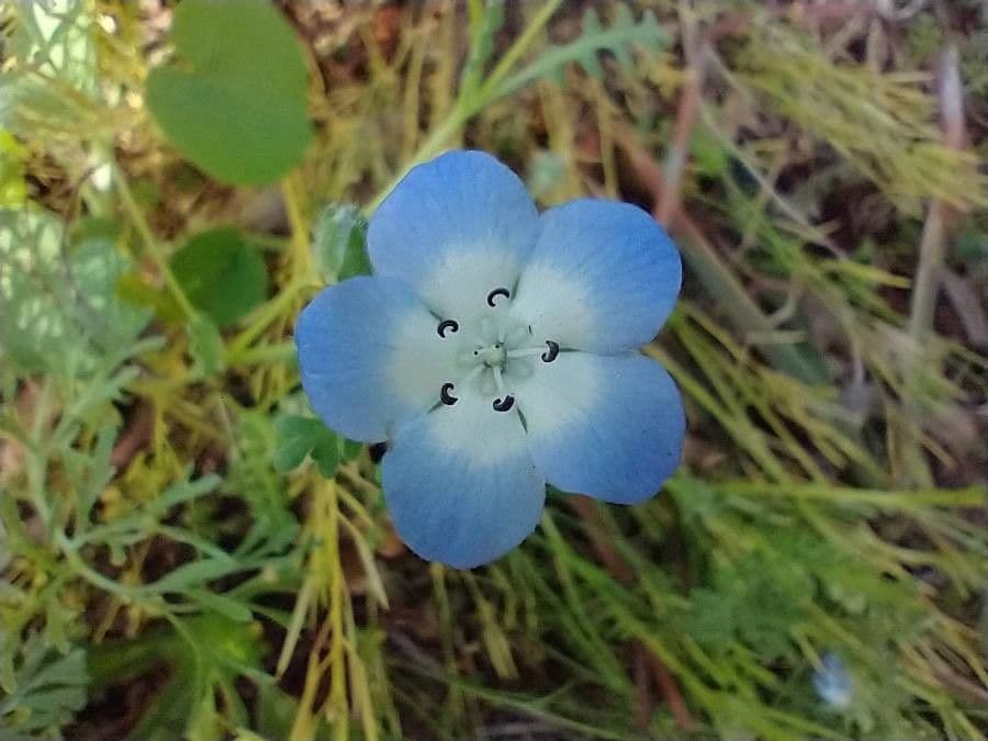 Ojos azules de bebé 2