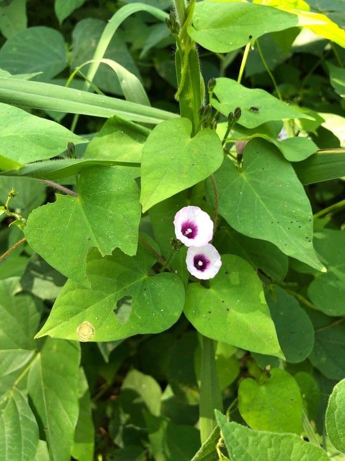 Ipomoea trifida 11