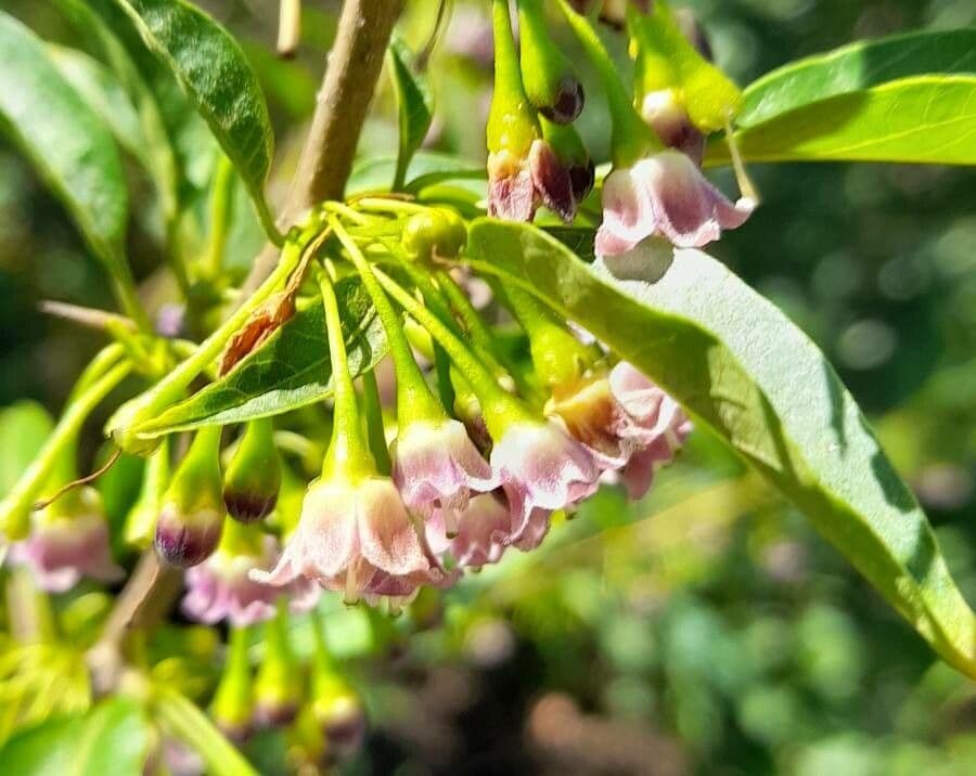 Vassobia breviflora 7