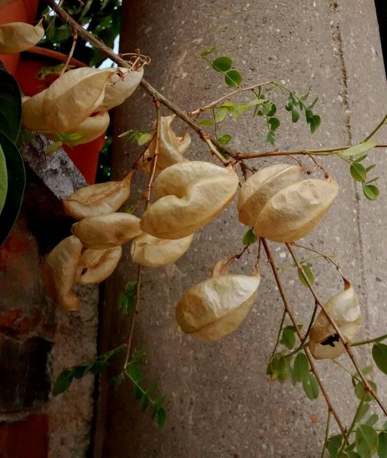 Vesicaria