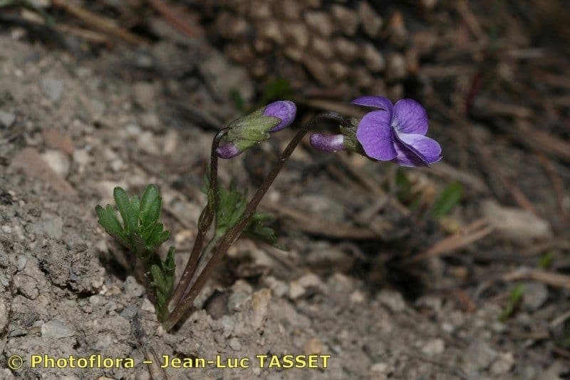 Violette pennée 9