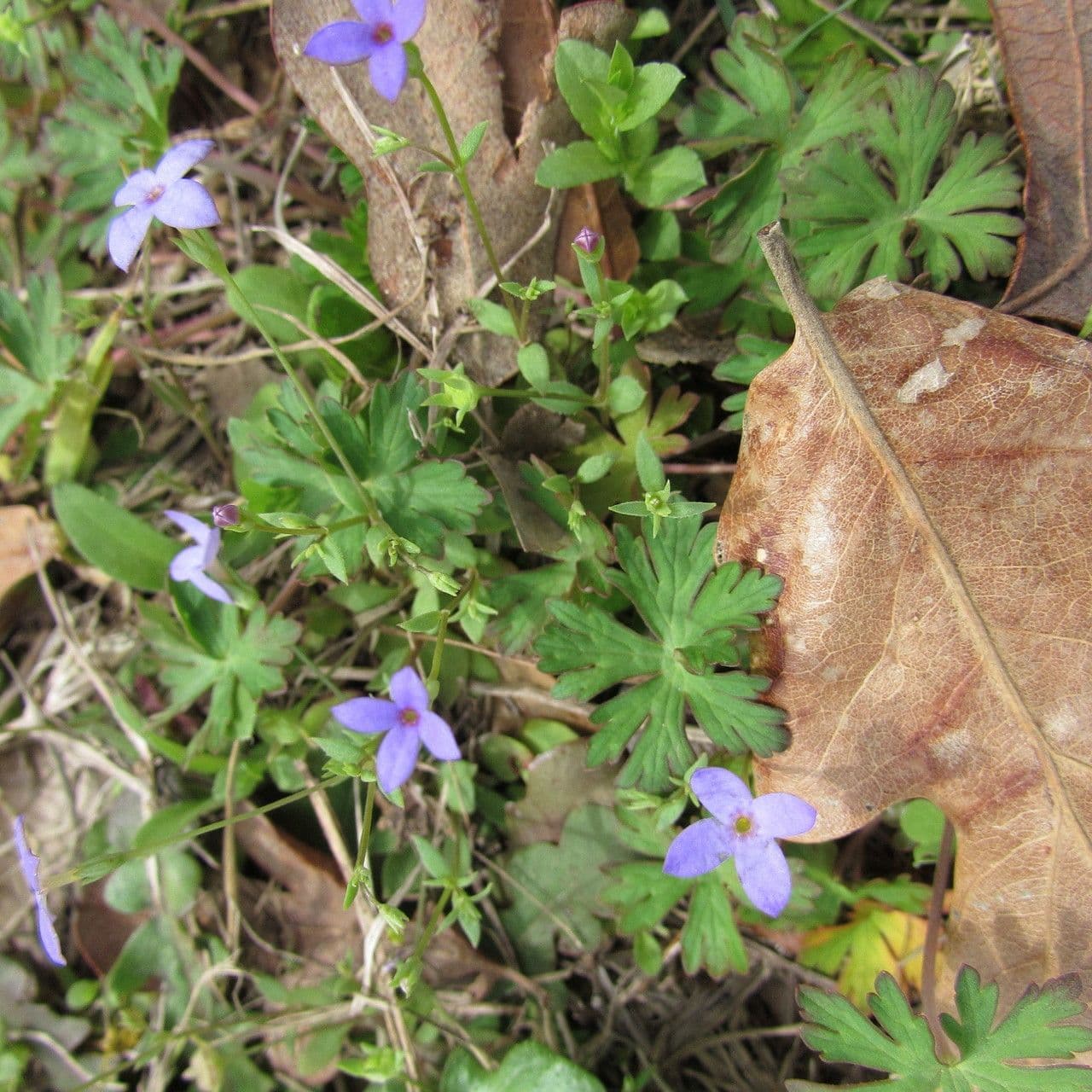 Houstonia minuta 11