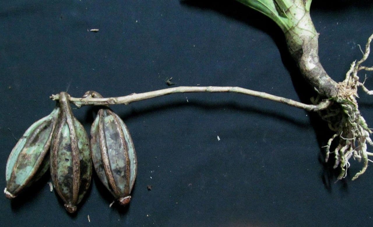 Catasetum maculato 2
