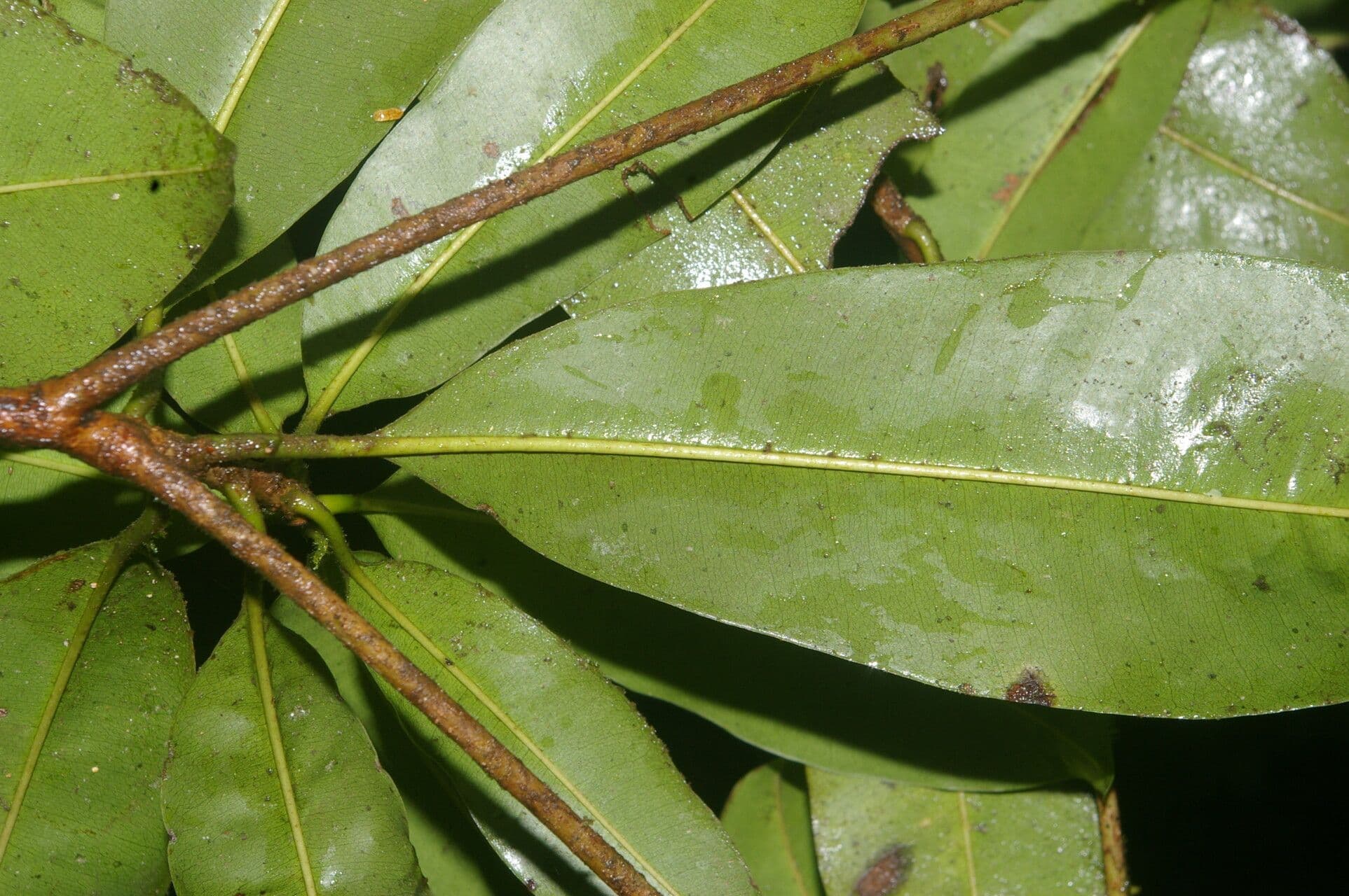 Manilkara 6
