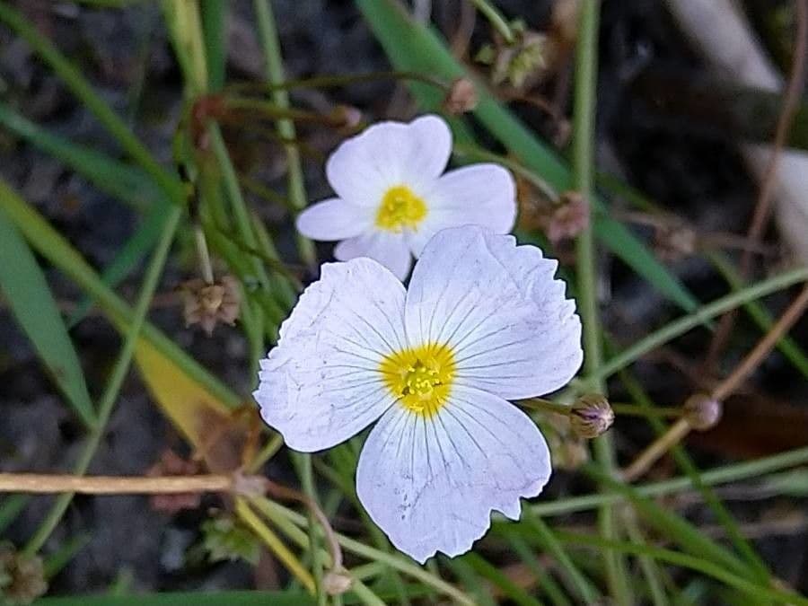 Alisma ranuncoloide 6