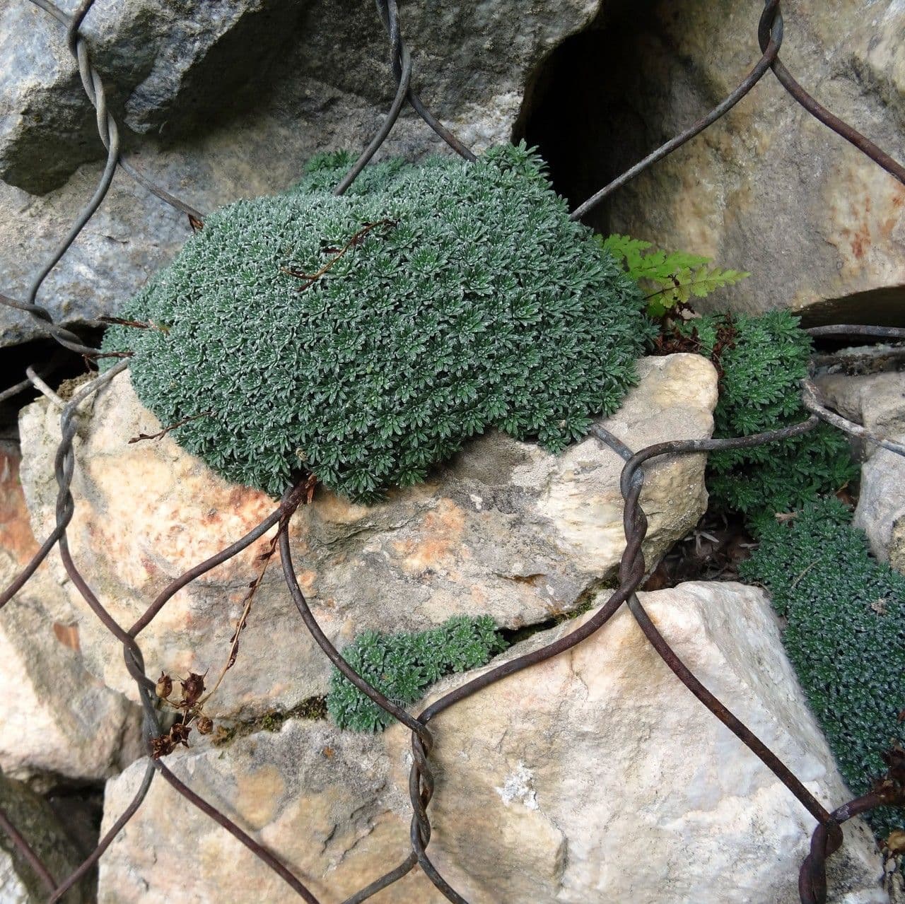 Złotlin 10