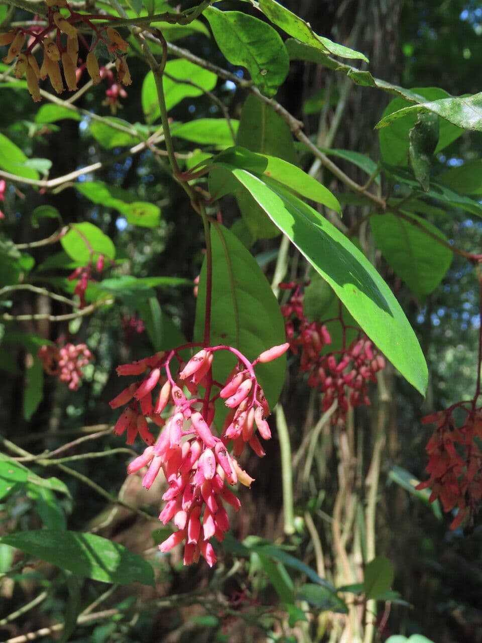 Neea laetevirens 7