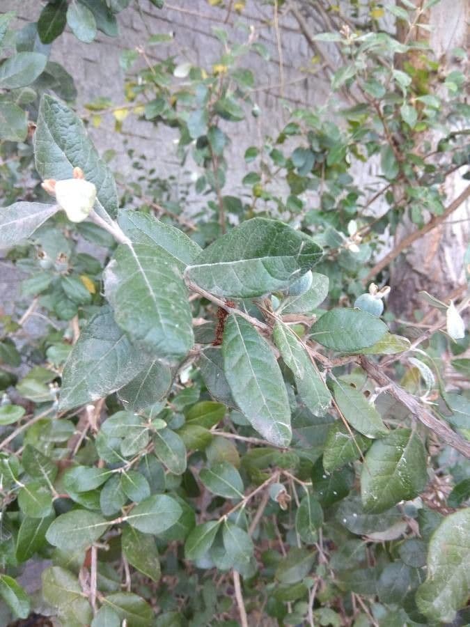 Feijoa 27