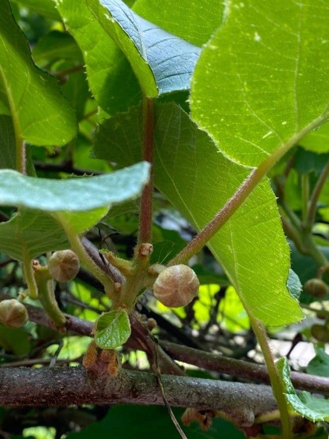Kiwi dorato 30