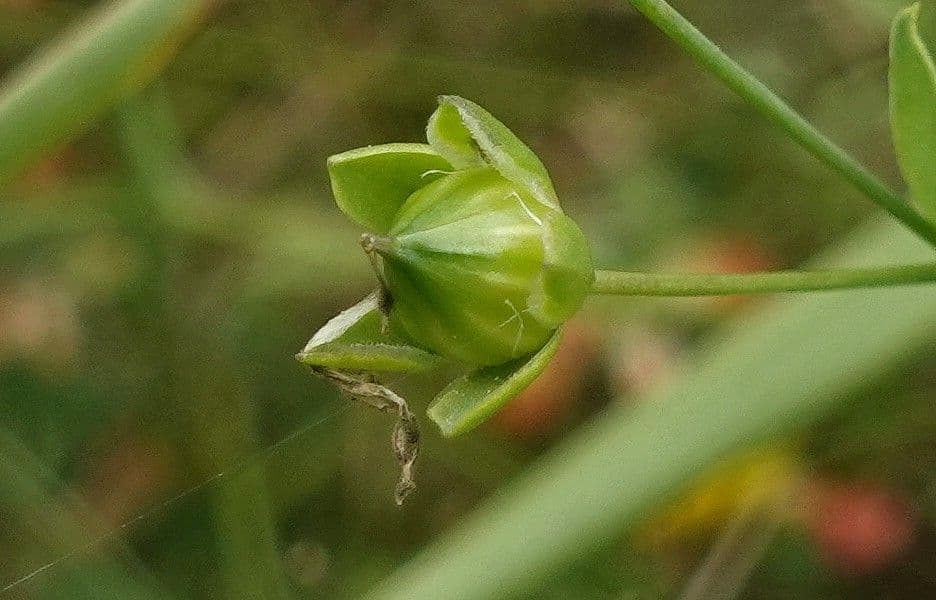 Linseed