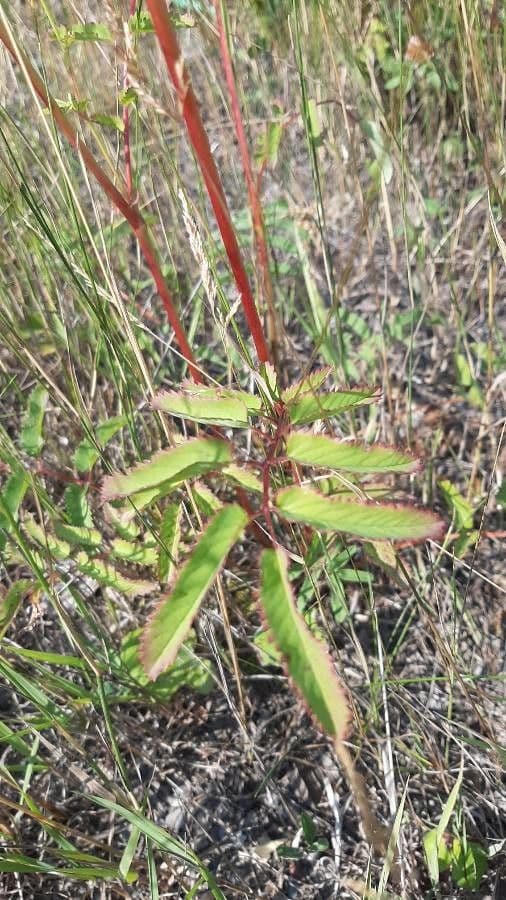 Sanguisorba canadese 13